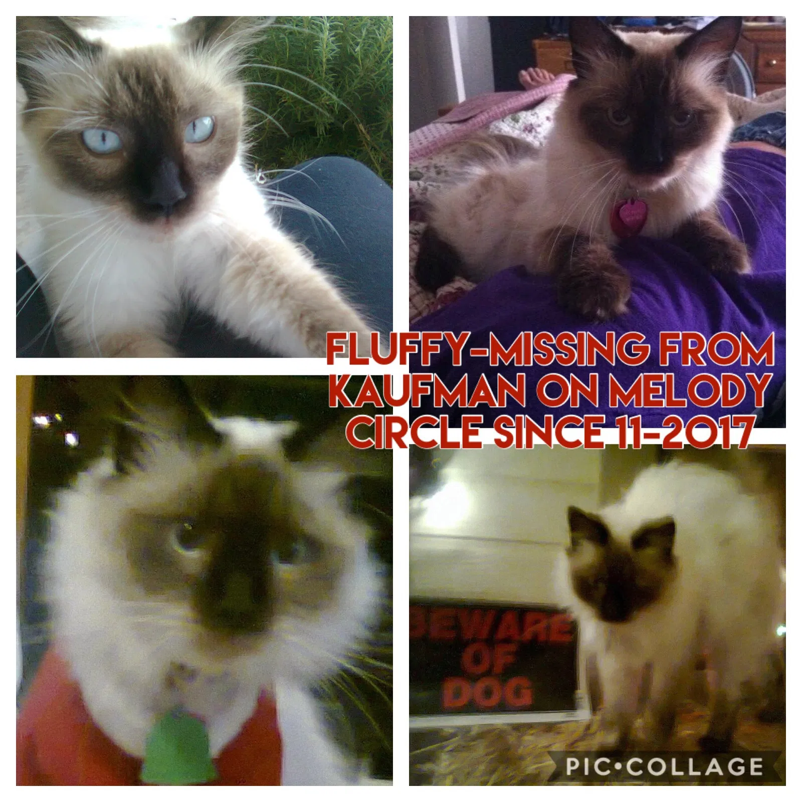 Lost cat in Kaufman, TX, 75142