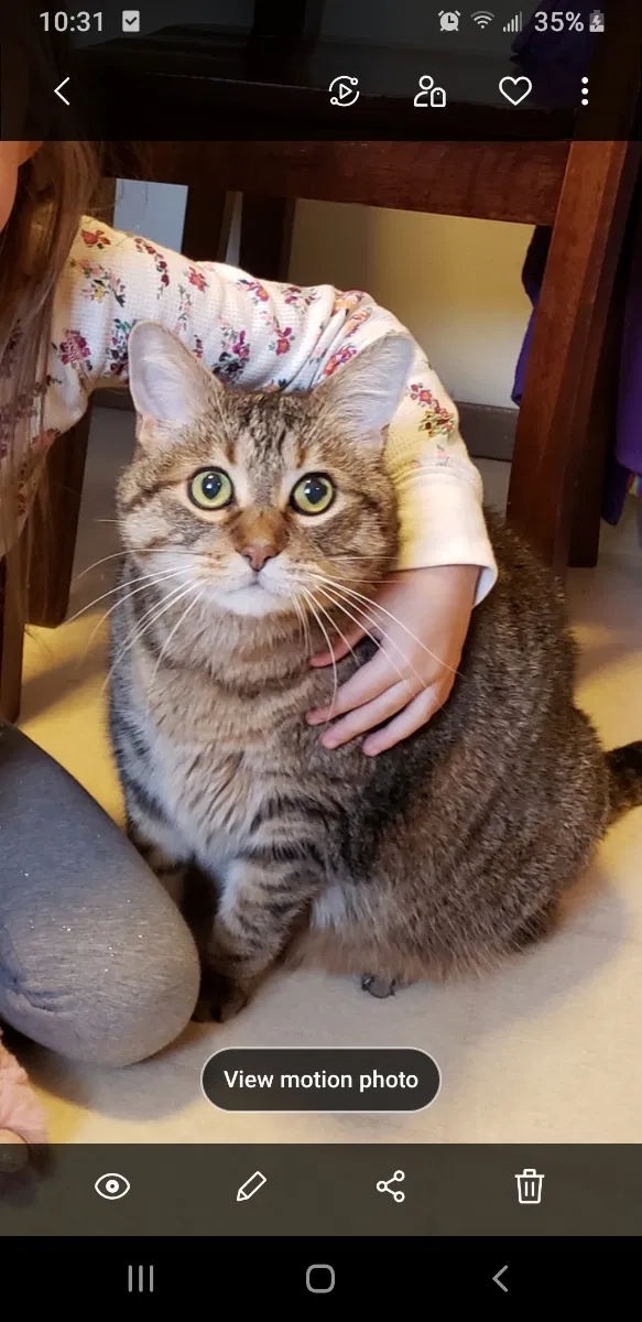Lost cat in Oshkosh, WI, 54904