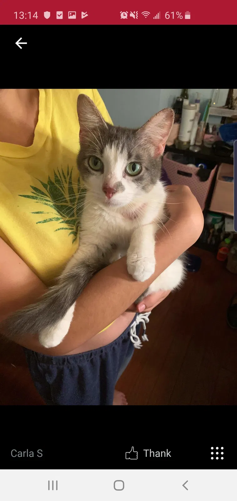 Lost cat in Columbus, OH, 43223
