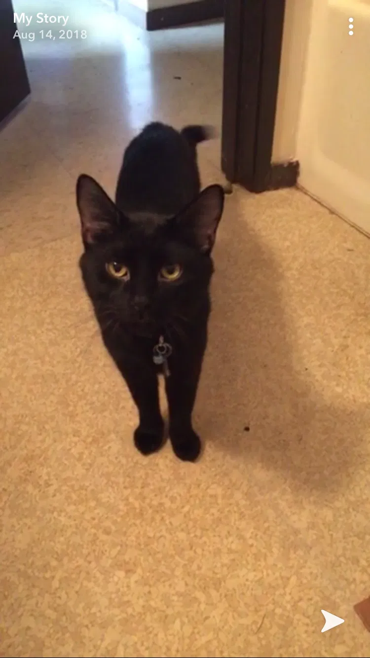 Lost cat in Wausau, WI, 54403