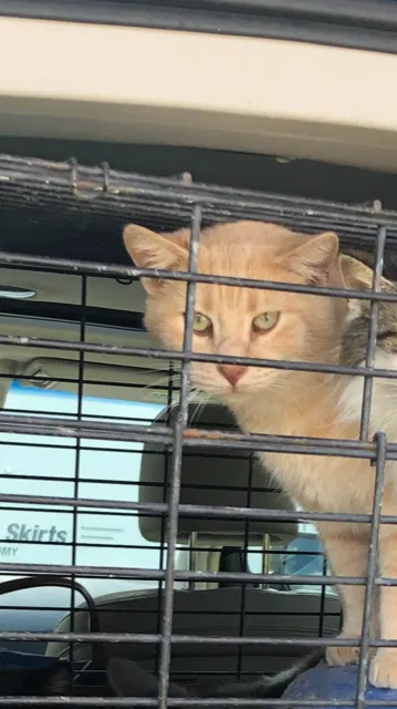 Lost cat in Sikeston, MO, 63801