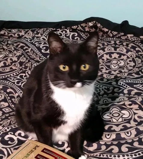 Lost cat in Toledo, OH, 43612