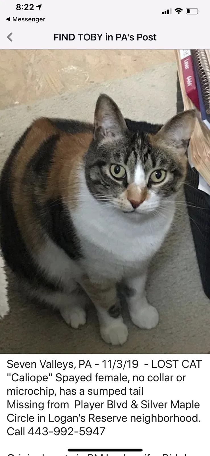 Lost cat in Seven Valleys, PA, 17360