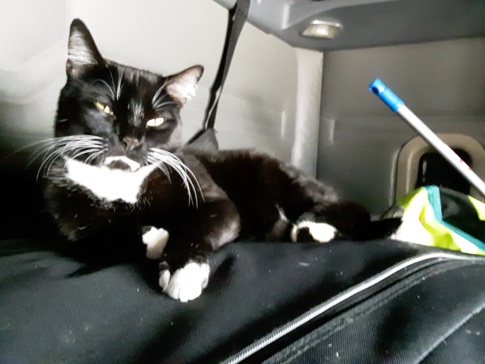 Lost cat in Elizabethton, TN, 37643