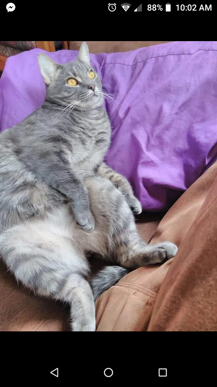 Lost cat in Littleton, CO, 80128