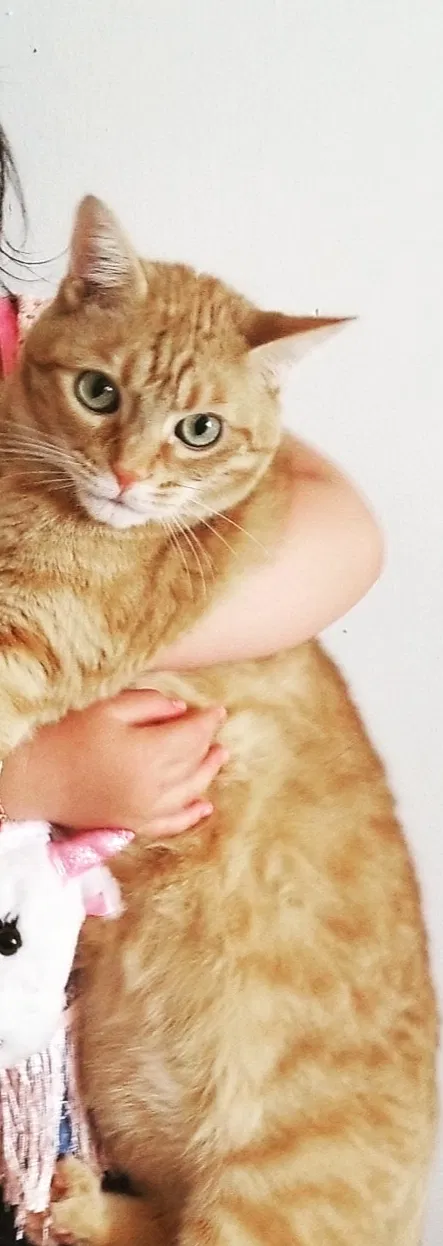 Lost cat in Lynbrook, NY, 11563