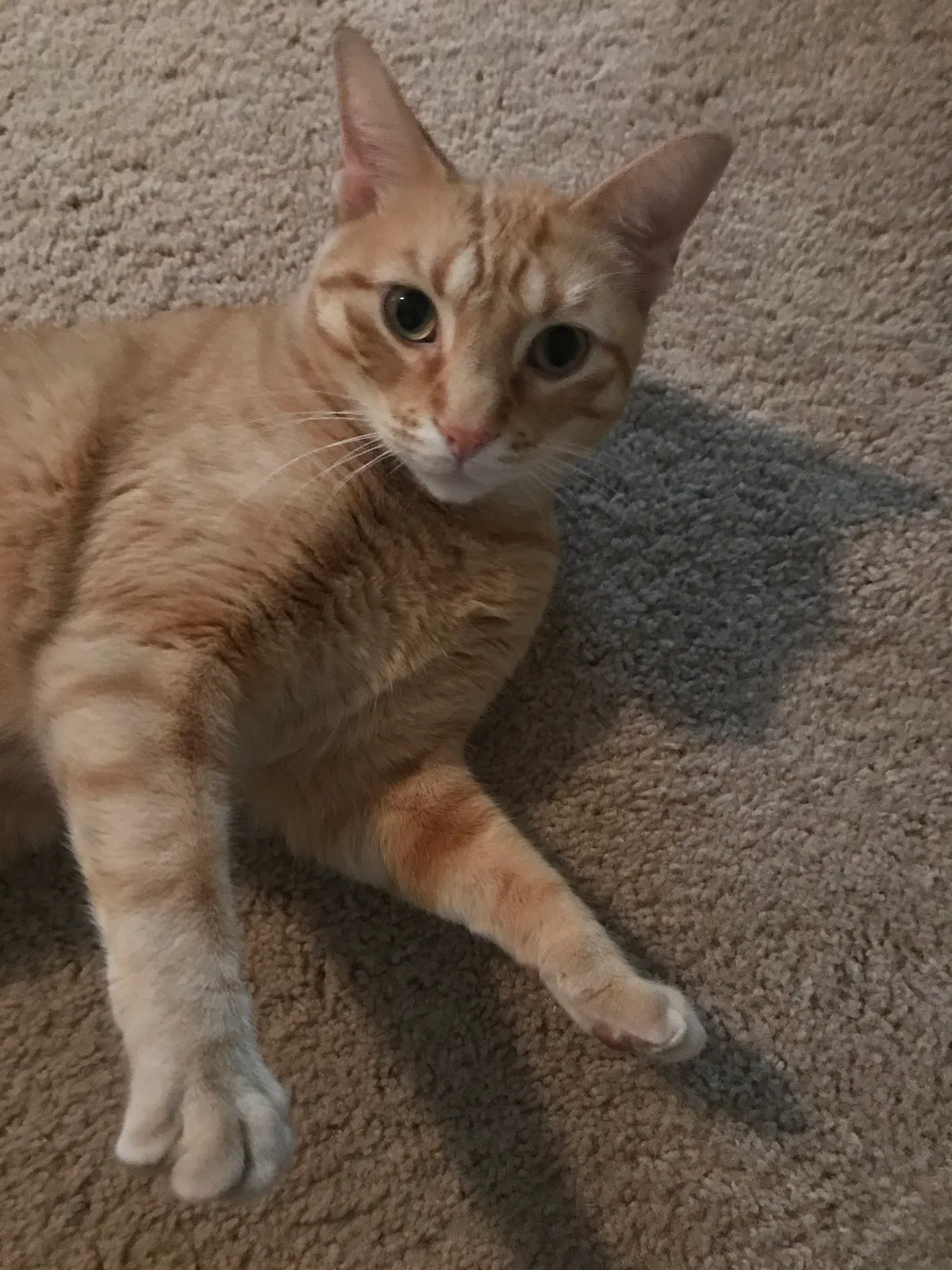 Lost cat in Greensboro, NC, 27405