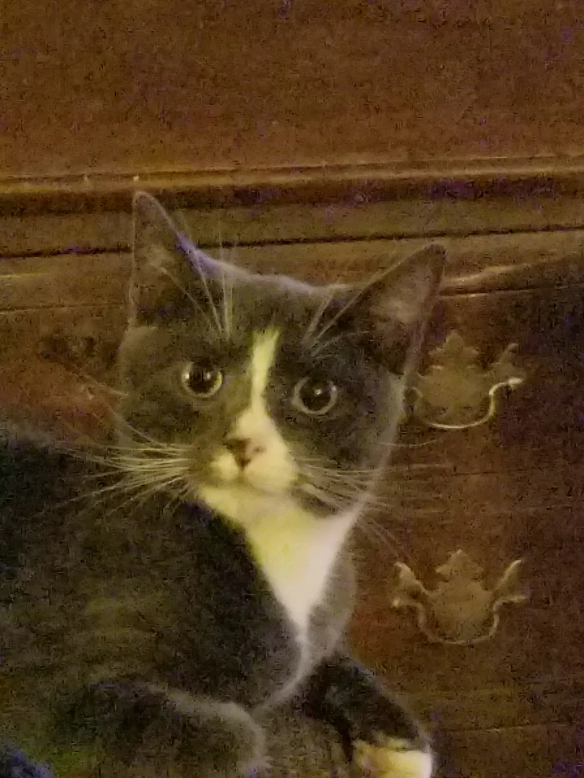 Lost cat in Philadelphia, PA, 19119