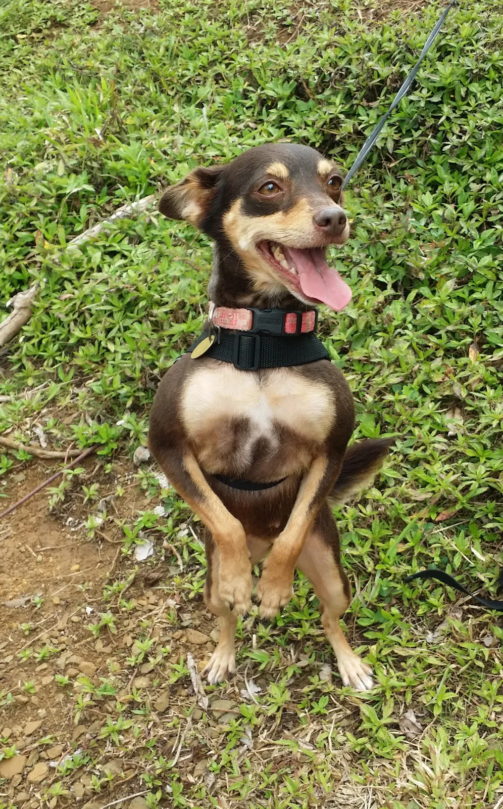 Lost dog in Aiea, HI, 96701