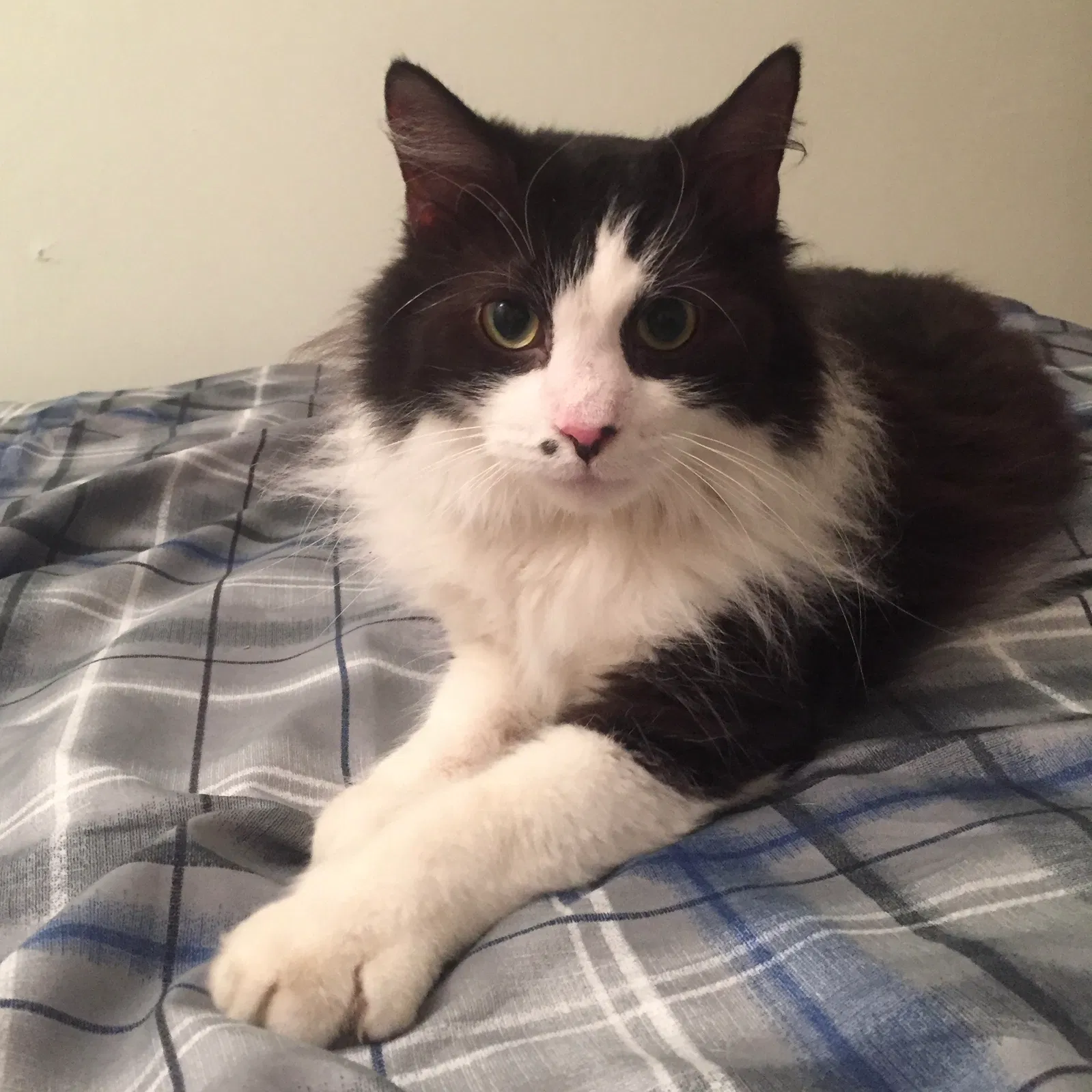 Lost cat in Elyria, OH, 44035