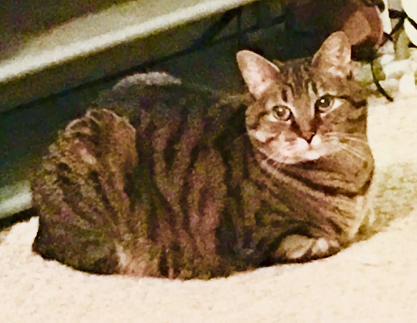 Lost cat in Johnson City, TN, 37601