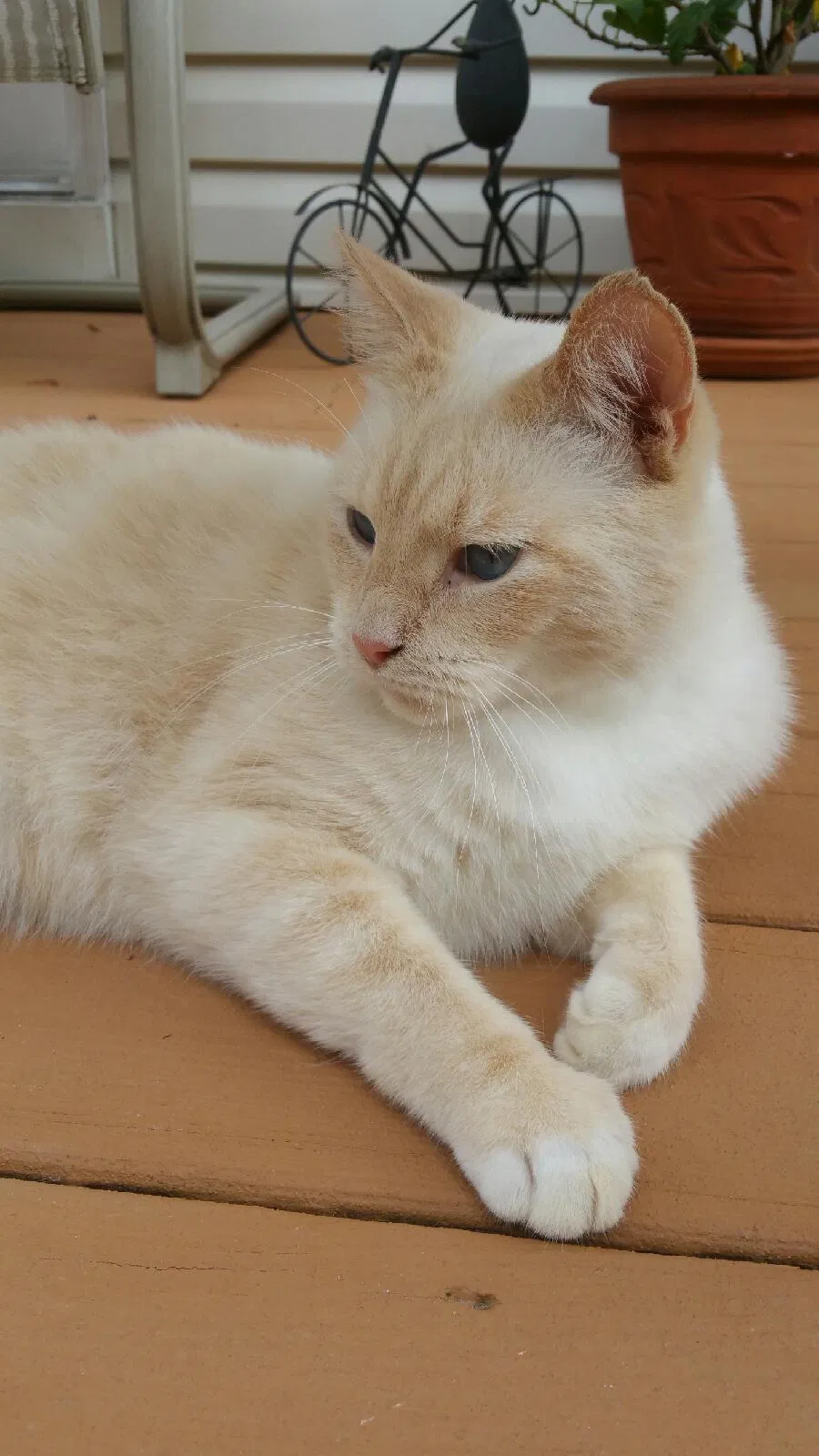 Lost cat in Fort Mill, SC, 29708