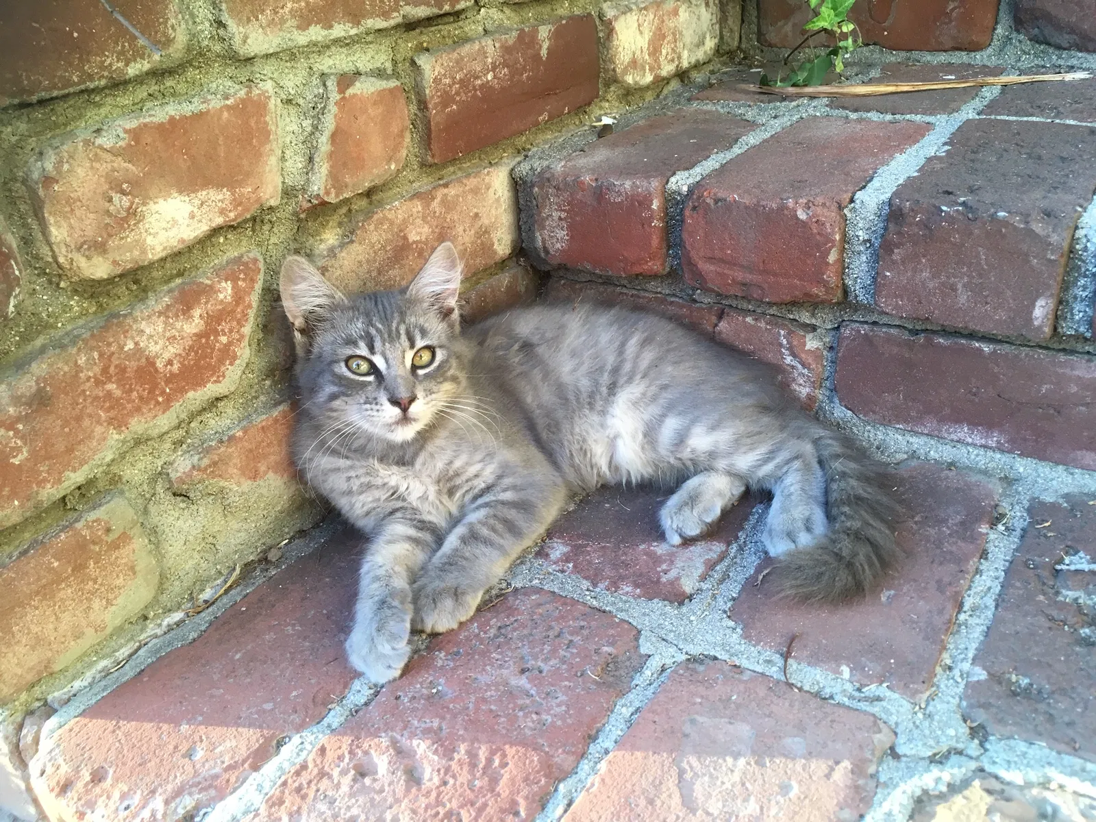 Lost cat in Santa Ana, CA, 92706
