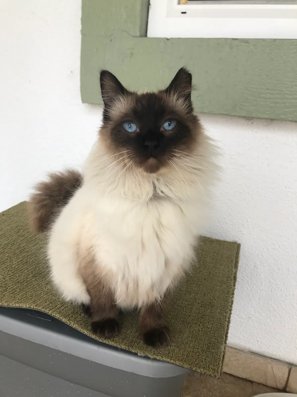 Lost cat in Fountain Valley, CA, 92708