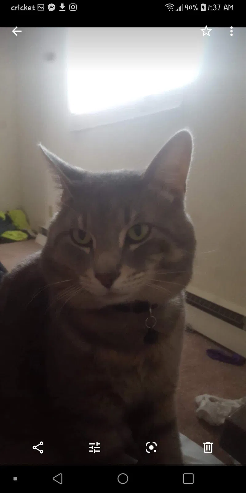 Lost cat in Canal Fulton, OH, 44614