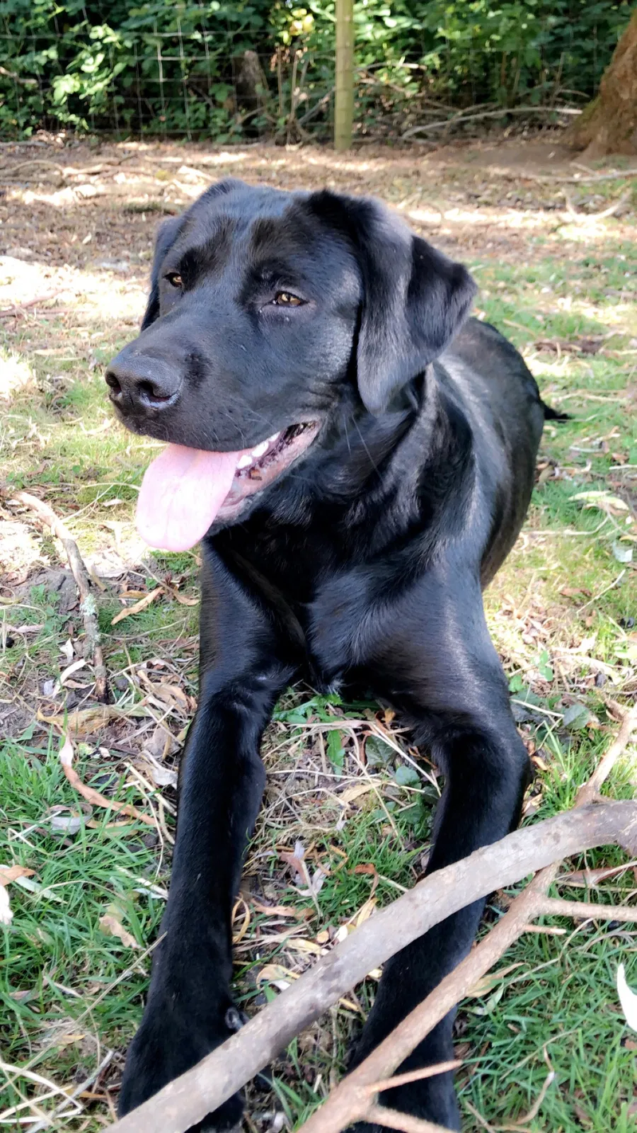 Lost dog in Unknown, CA, 0