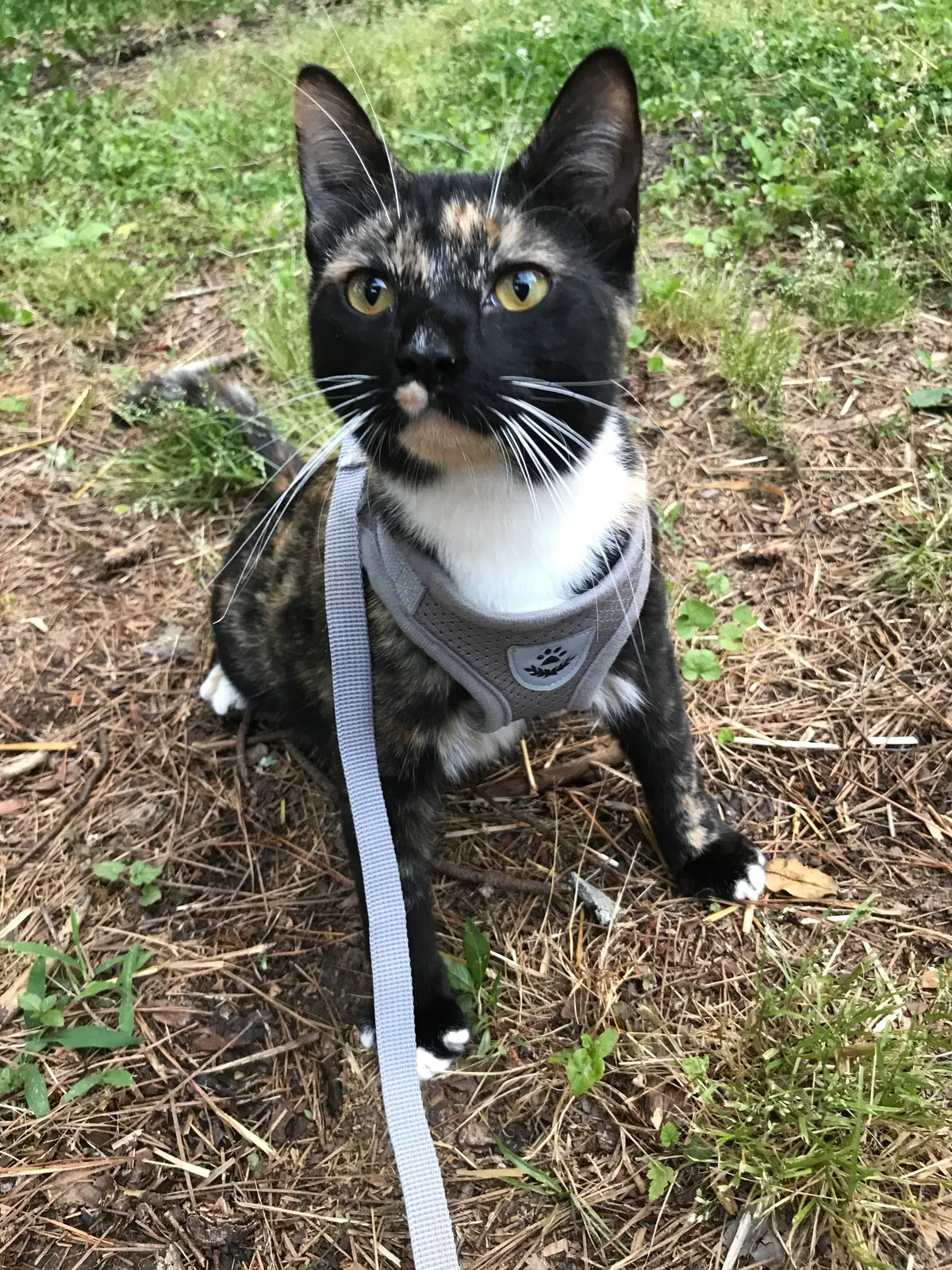 Lost cat in Douglasville, GA, 30135
