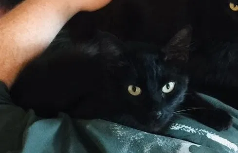 Lost cat in Lakeside, CA, 92040