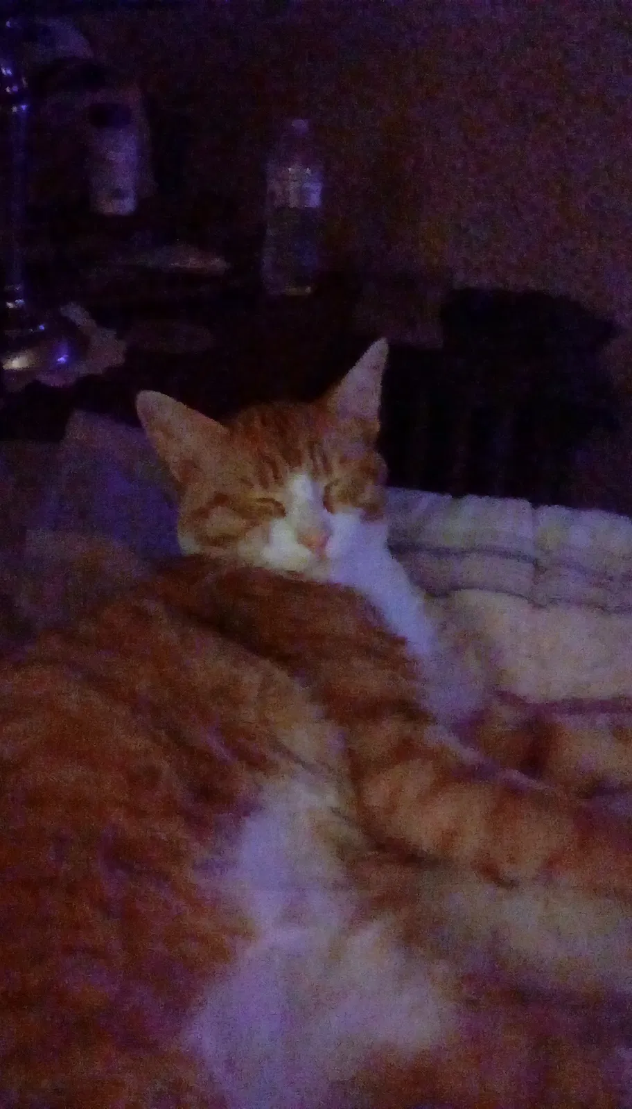 Lost cat in North Brookfield, MA, 1535