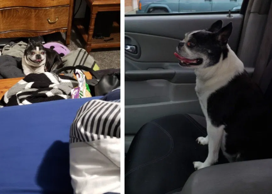 Lost dog in River Falls, WI, 54022