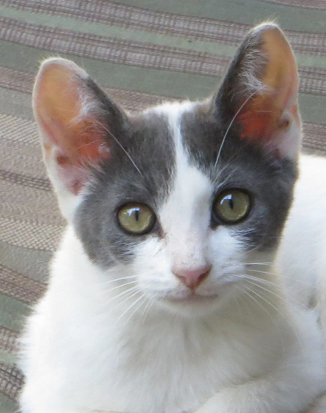 Lost cat in Hilliard, OH, 43026