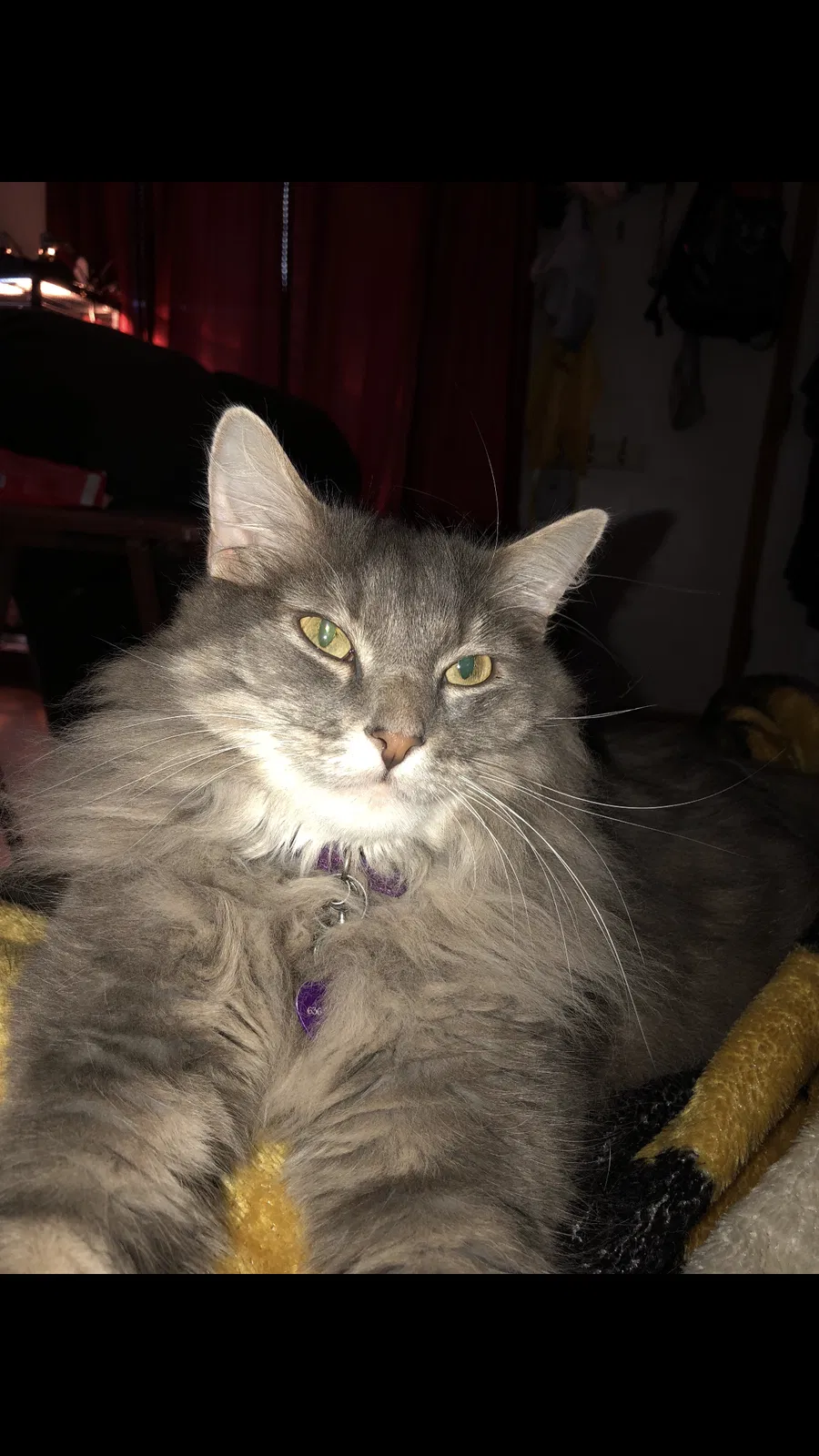 Lost cat in Florissant, MO, 63031