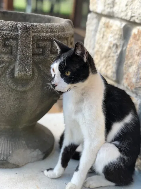 Lost cat in Spring Branch, TX, 78070