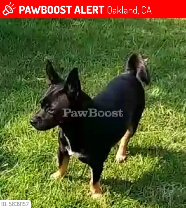 Lost dog in Oakland, CA, 94603