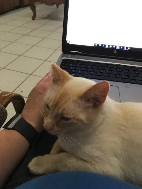 Lost cat in Allen, TX, 75002