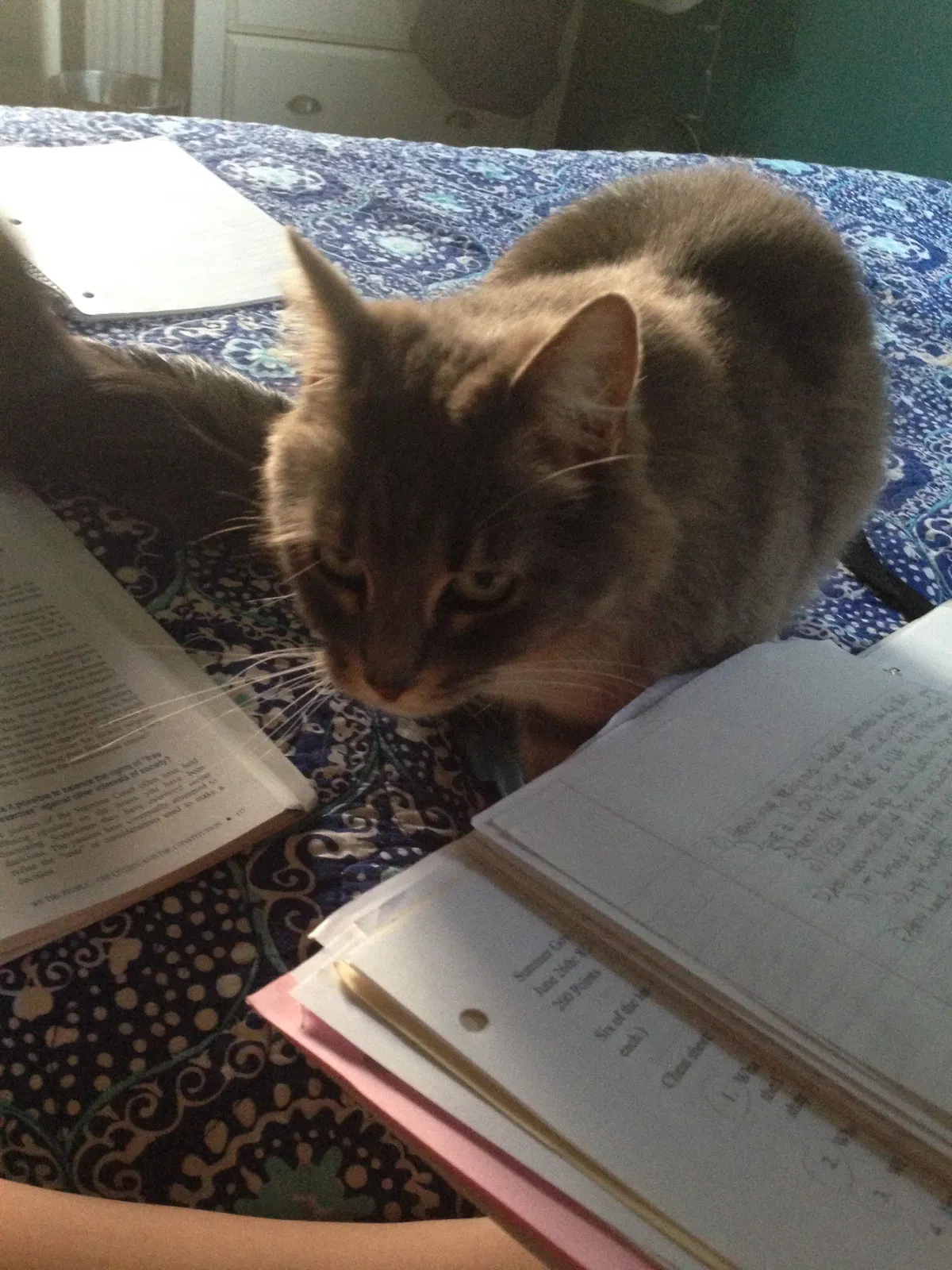 Lost cat in San Leandro, CA, 94577