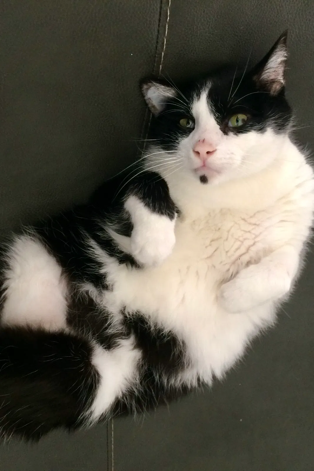 Lost cat in Taylors, SC, 29687