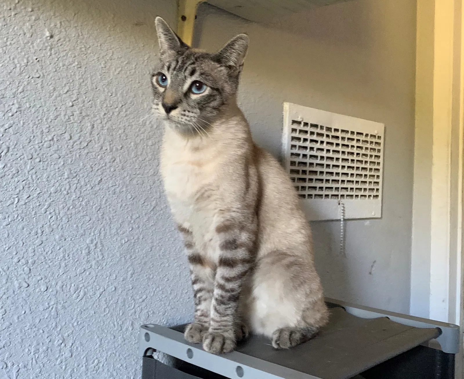 Lost cat in North Hollywood, CA, 91605