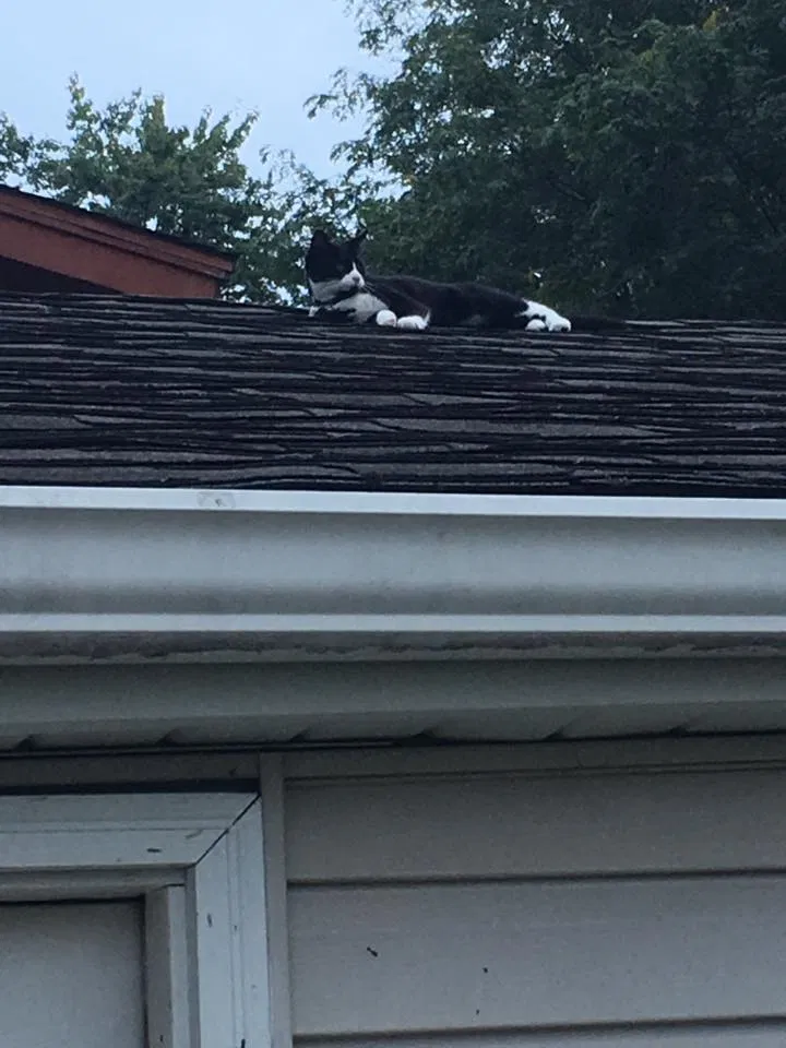 Lost cat in Joliet, IL, 60433