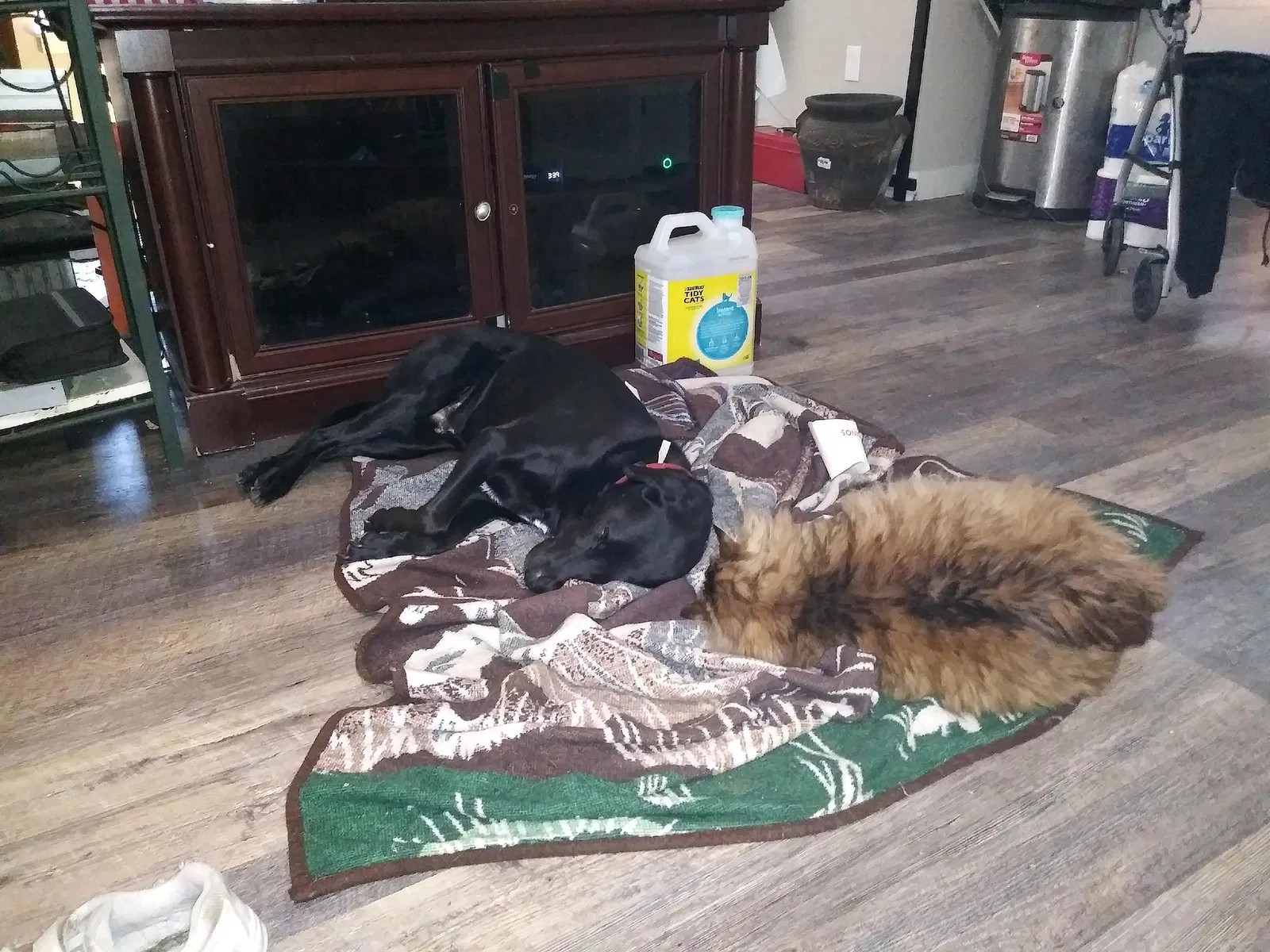 Lost cat in Colorado Springs, CO, 80909