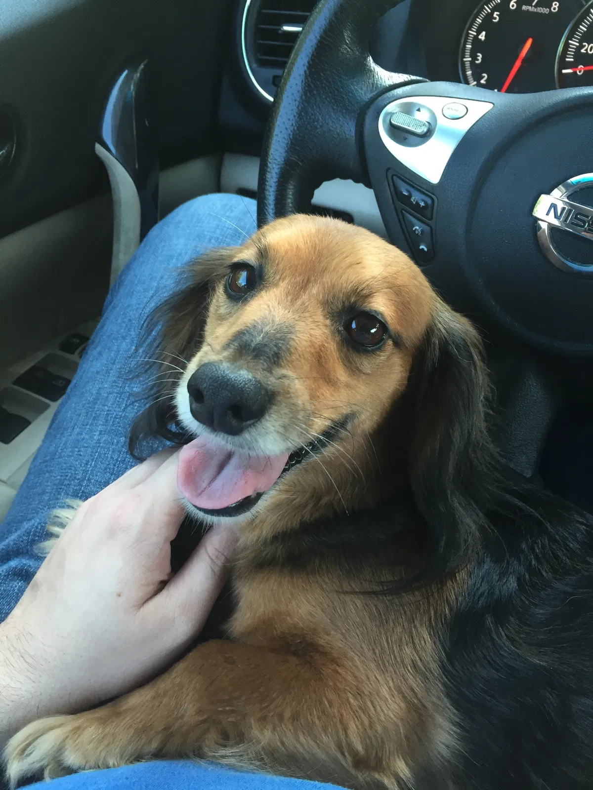 Lost dog in Gulfport, MS, 39507