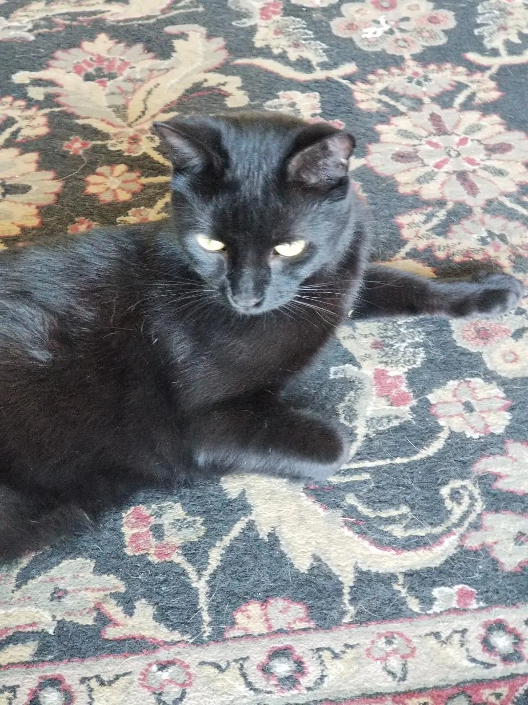 Lost cat in Riverside, CA, 92504