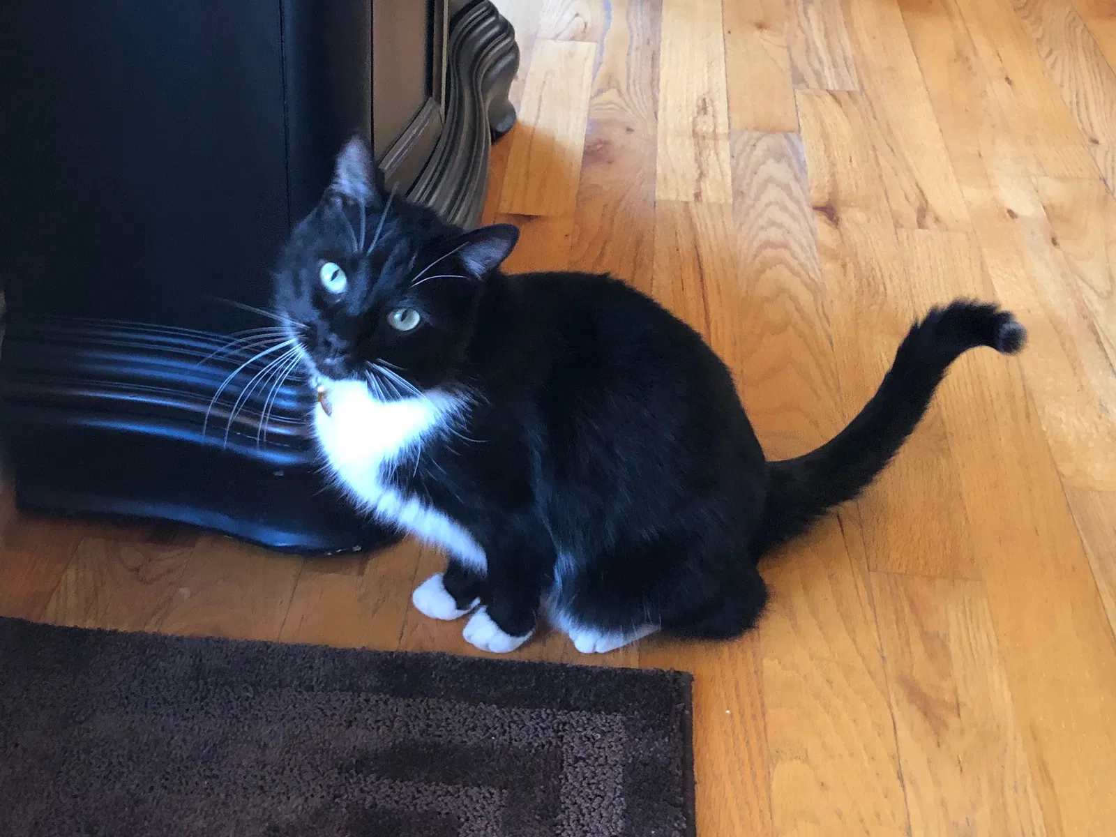 Lost cat in Winston Salem, NC, 27103