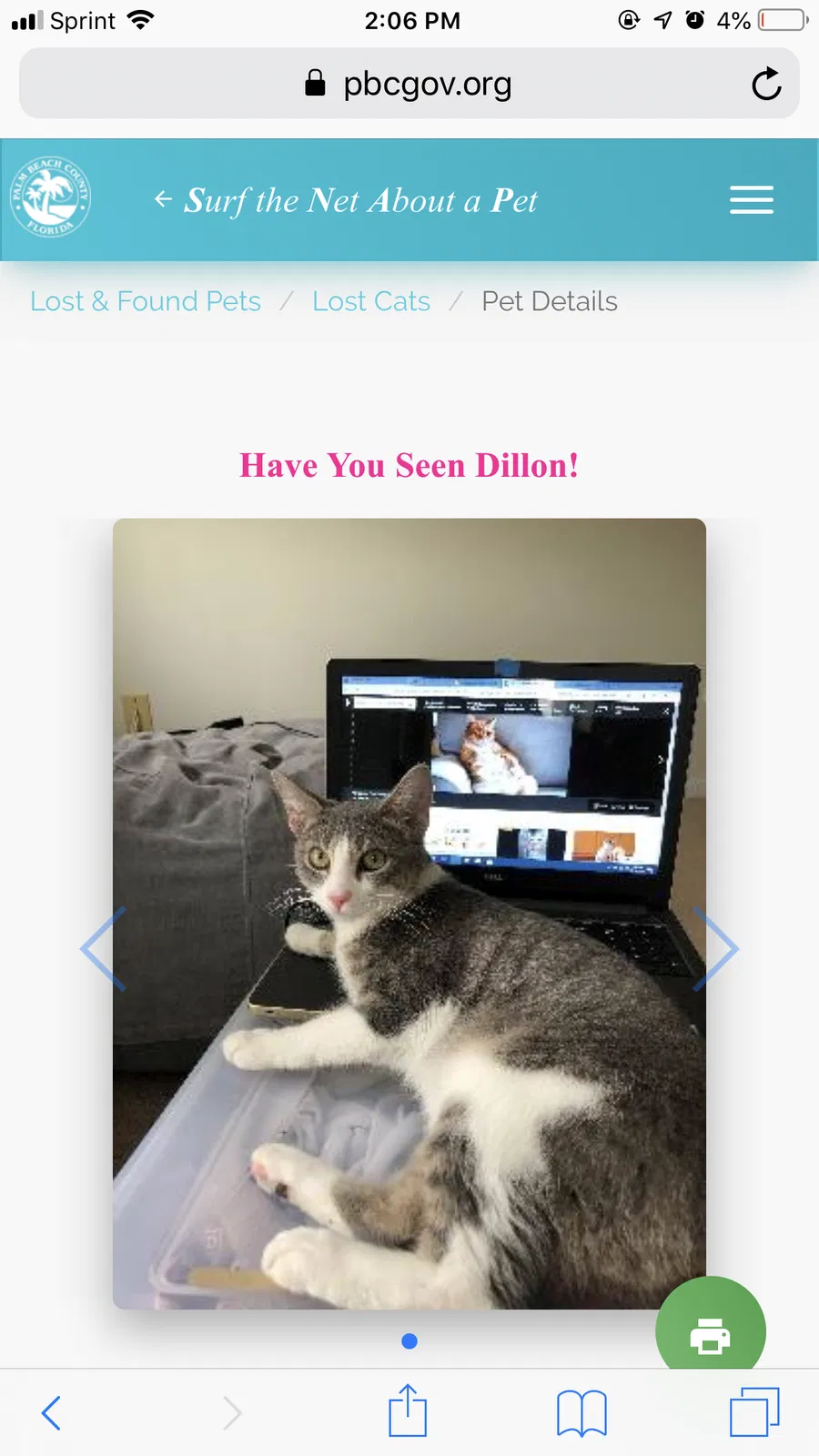 Lost cat in West Palm Beach, FL, 33411