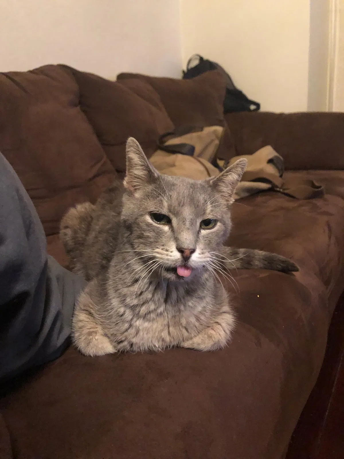 Lost cat in New Orleans, LA, 70130