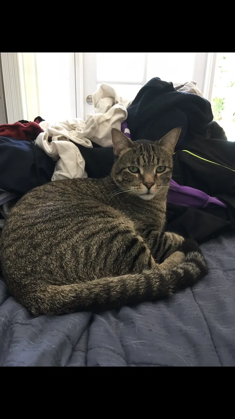 Lost cat in Capistrano Beach, CA, 92624