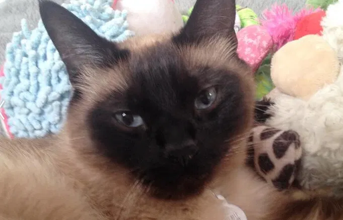 Lost cat in San Francisco, CA, 94117