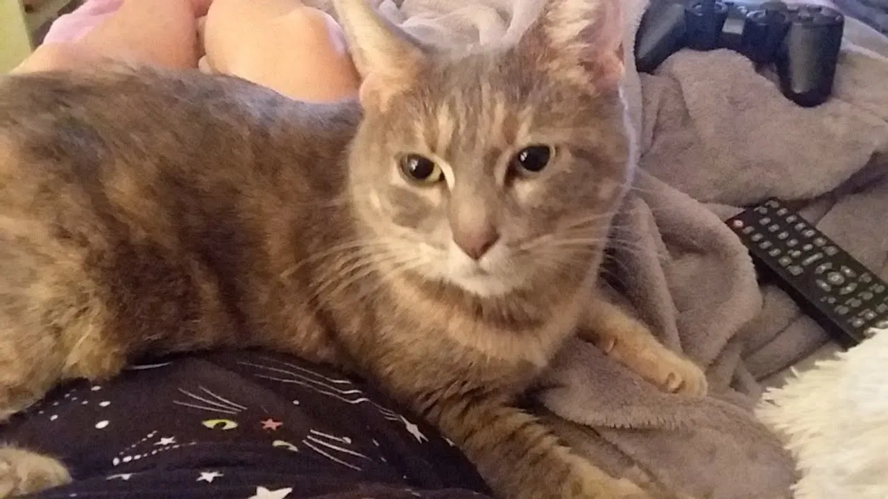 Lost cat in Oak Ridge, NC, 27310