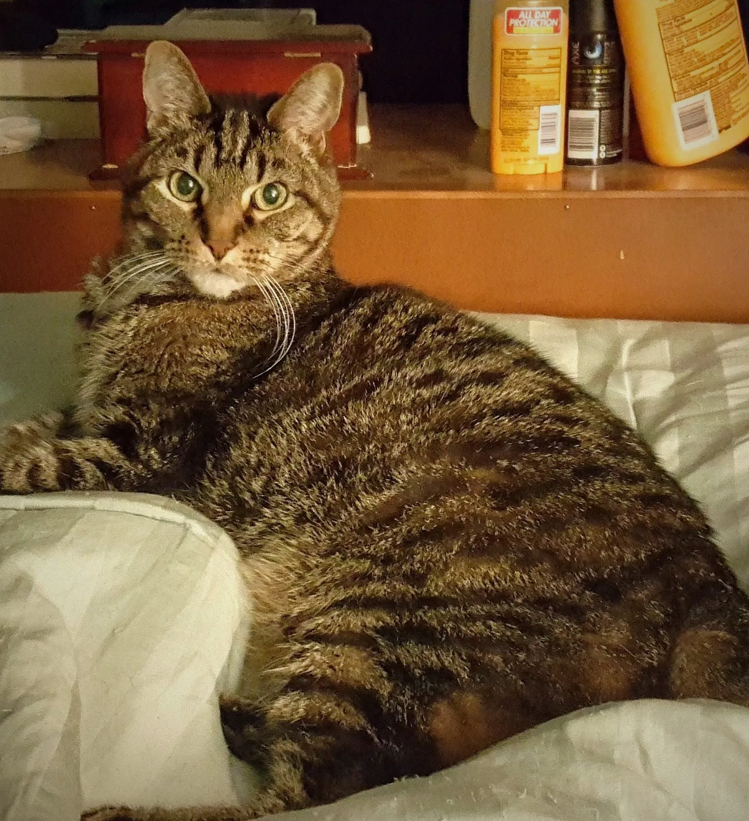 Lost cat in Henrico, VA, 23294