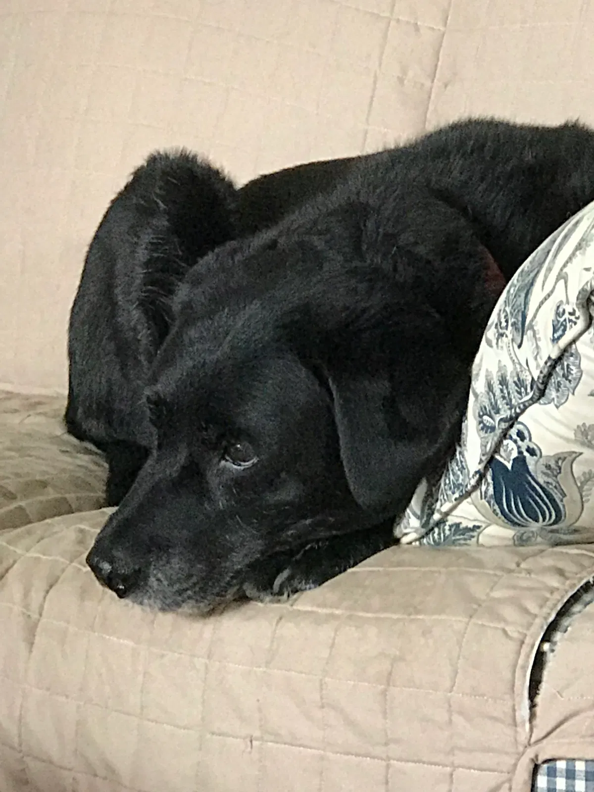 Lost dog in Trenton, OH, 45067