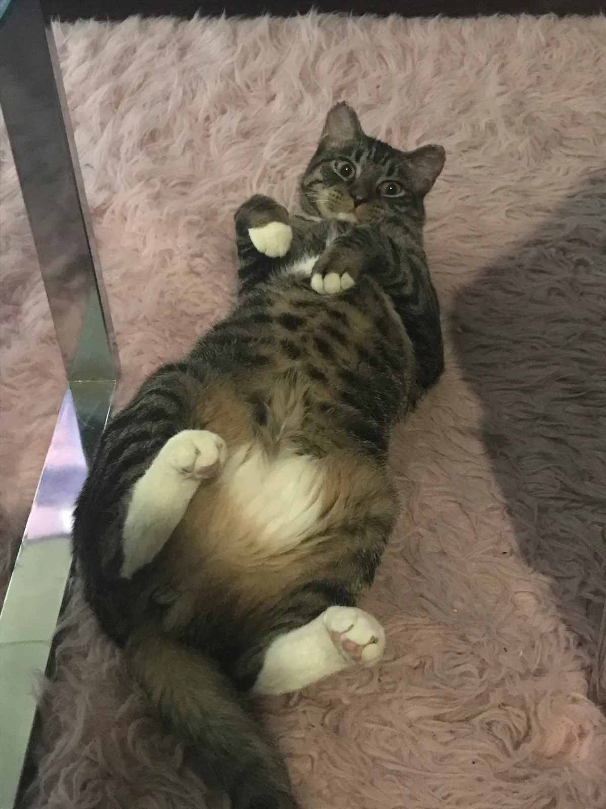 Lost cat in Spring, TX, 77379