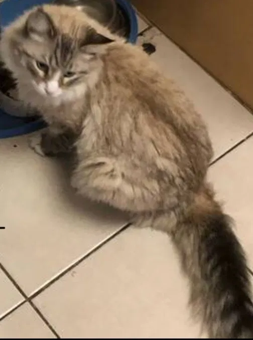 Lost cat in Sacramento, CA, 95825