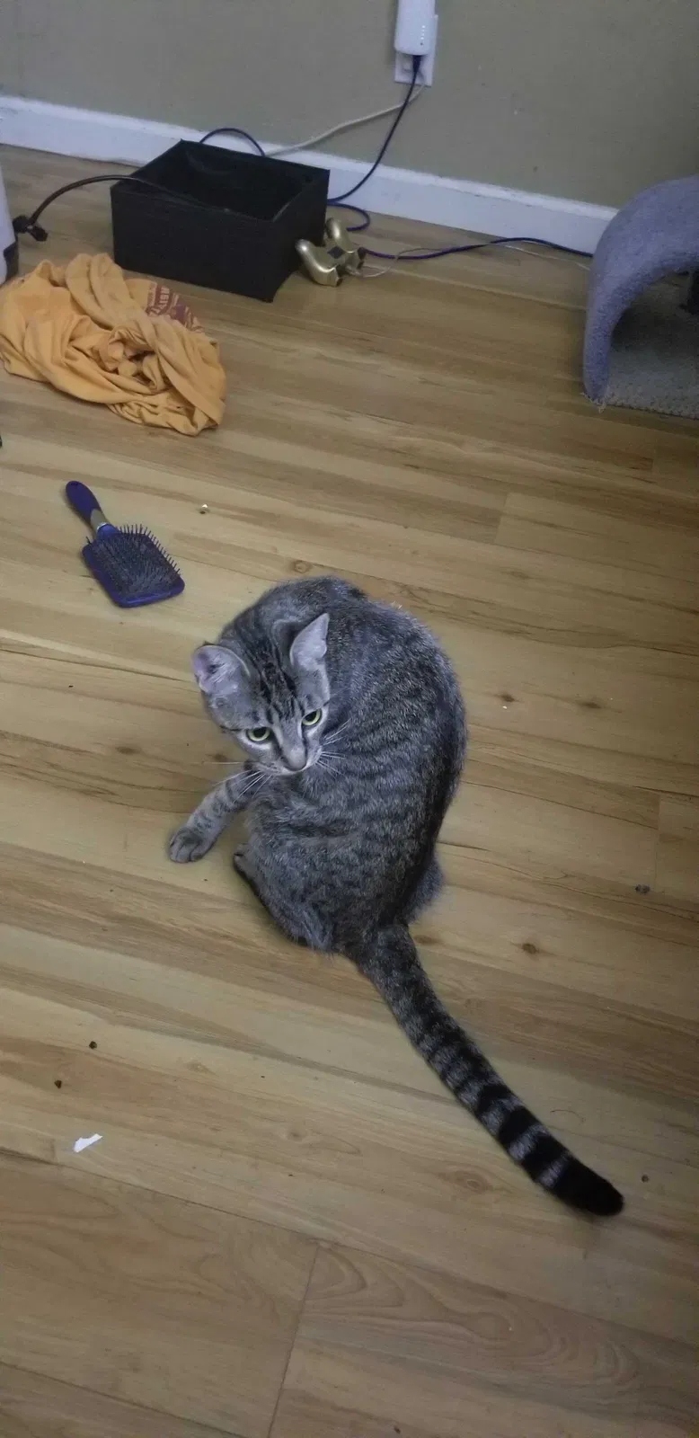 Lost cat in Palo Alto, CA, 94303