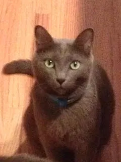 Lost cat in Birmingham, AL, 35244