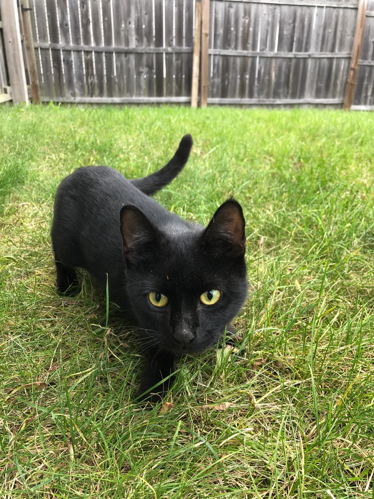 Found cat in Avon, IN, 46123