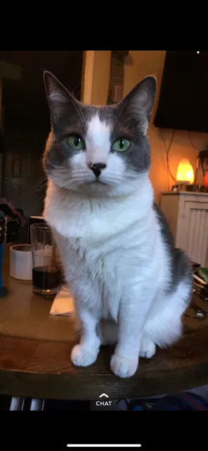 Lost cat in Johnson City, TN, 37604